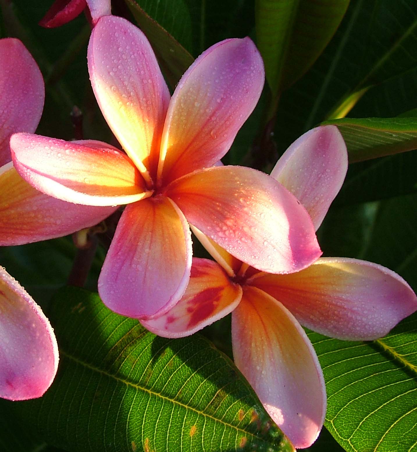 Gallaghers Giant Rainbow East Kimberley Frangipanis