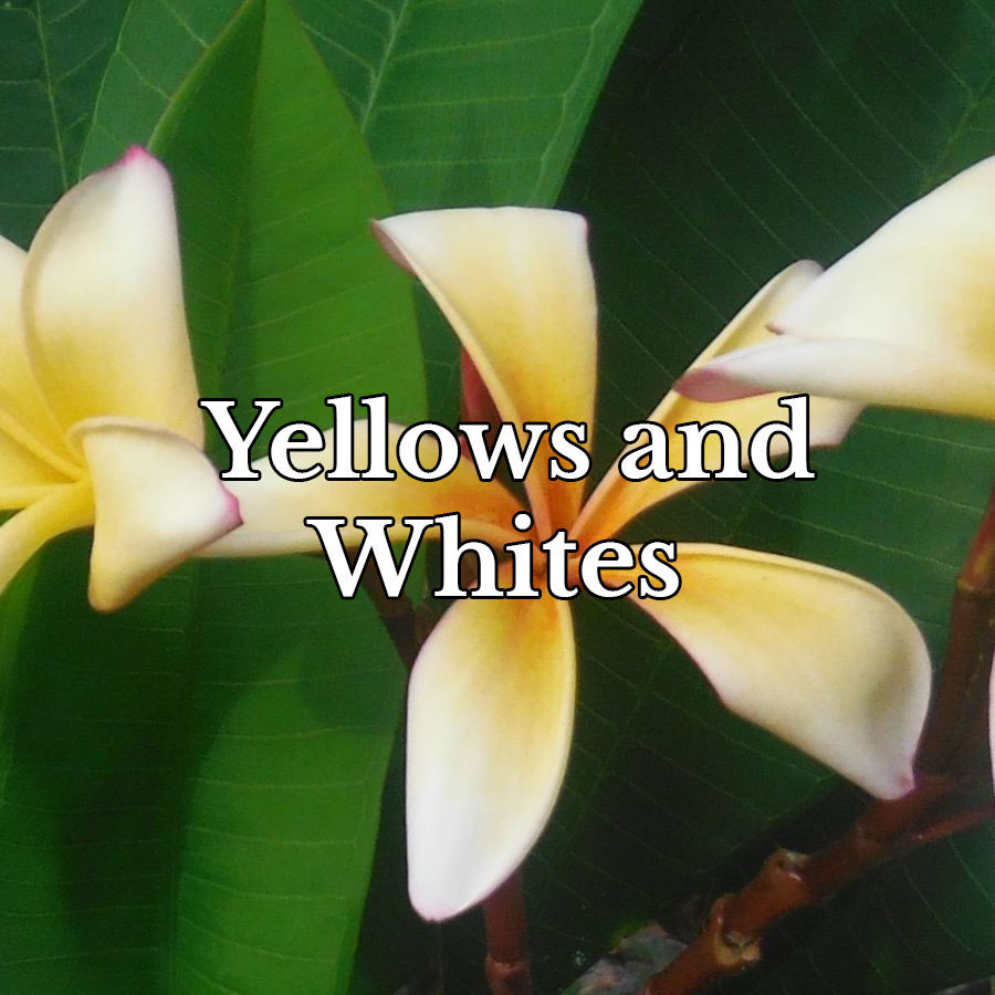 Yellows and Whites
